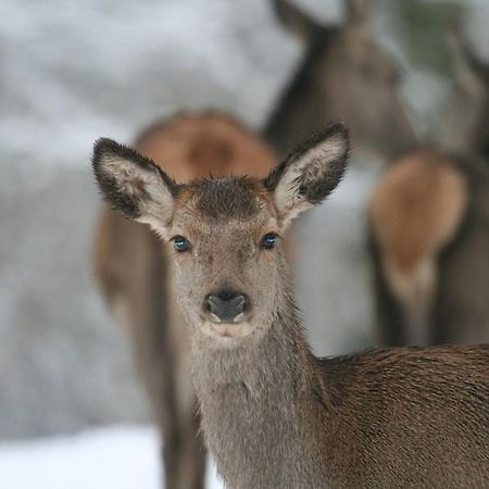 Gite Le Cerf Pantin เซนต์-ฮิวเบิร์ต ภายนอก รูปภาพ